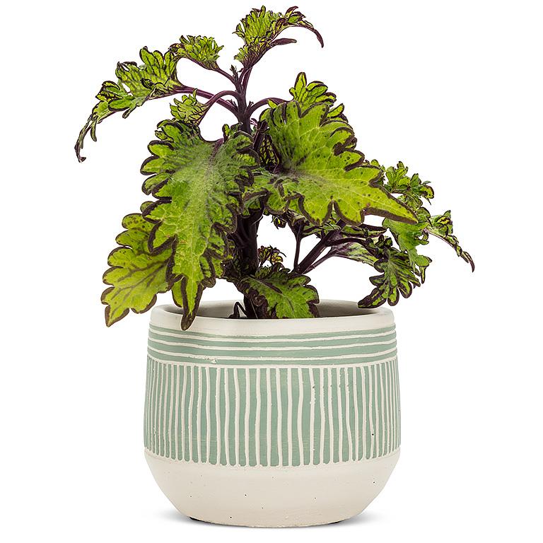 Green Etched Planter Home.Finally